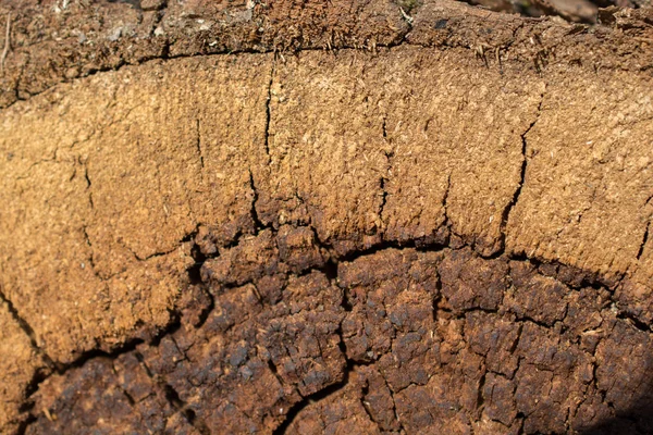 Cut Tree Stump Surface Background Texture — Stock Photo, Image