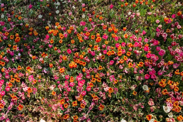 Fioritura Bellissimi Fiori Naturali Colorati Vista — Foto Stock