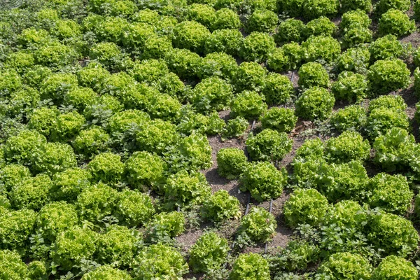 Çiçek açan bitkiler, yeşil arkaplan