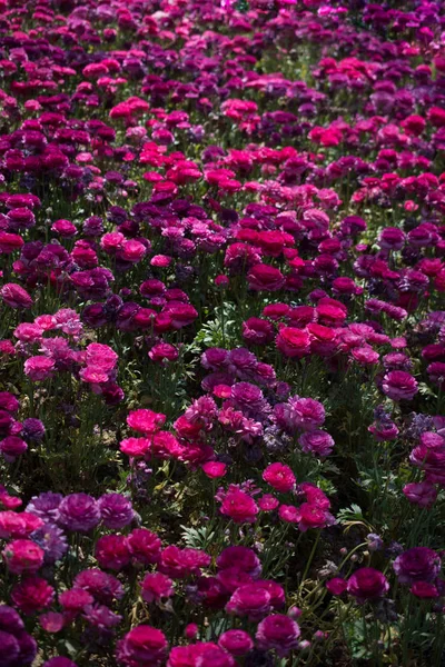 Çiçek arkaplanı olarak çiçek açan renkli lale çiçekleri