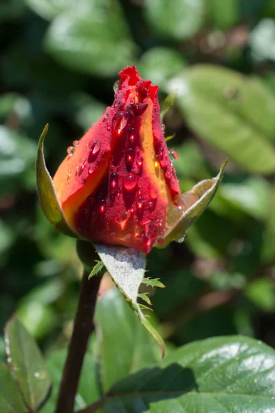 Fioritura Bella Rosa Colorata Germoglio Giardino Sfondo — Foto Stock