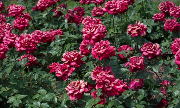Virágzó Gyönyörű Színes Rózsák Mint Virágos Háttér — Stock Fotó