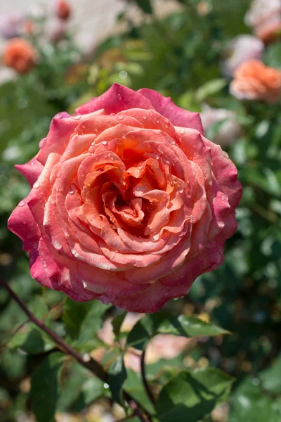 Çiçek açan güzel renkli gül yaprakları üzerinde su damlaları