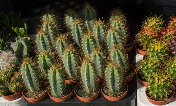 Petite Plante Cactus Coloré Dans Petit Pot — Photo