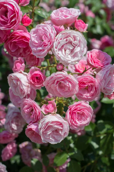 Bahar bahçesinde çiçek açan güzel güller