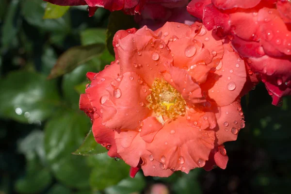 Kvetoucí Krásná Barevná Růže Kapkami Vody Okvětních Lístcích — Stock fotografie