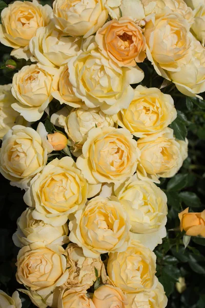 Çiçek arkaplanı gibi güzel renkli güller açıyor.