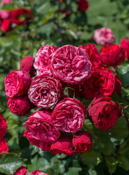 Floreciente Hermoso Ramo Rosas Jardín Primavera —  Fotos de Stock