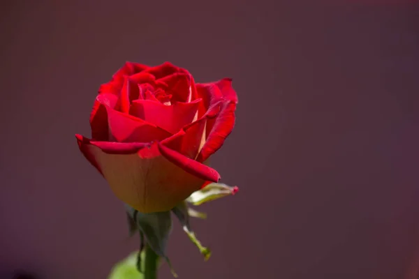 Floreciente Hermosa Rosa Colorida Sobre Fondo Colorido — Foto de Stock