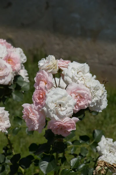 春の庭で美しいバラの束を開花させる — ストック写真