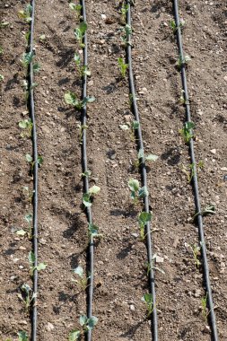 Sulama sistemi, sulama için ekili bir alanda fıskiyeler kullanıyor.