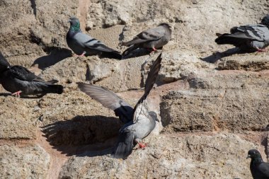 Güvercinler arka planda oturuyor.