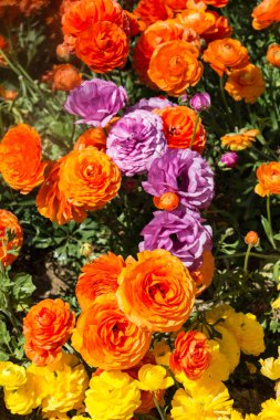 Bahar bahçesinde renkli lale çiçekleri açar.