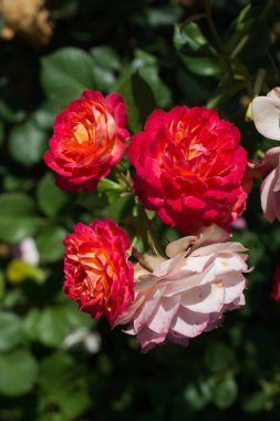 Bahar bahçesinde çiçek açan güzel güller