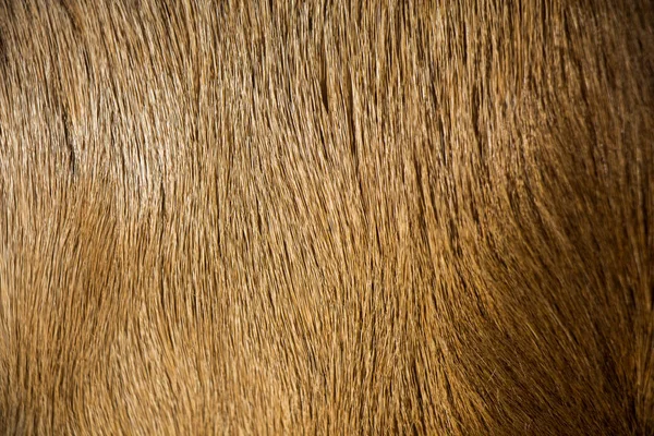 Pele Animal Decorativa Como Textura Fundo — Fotografia de Stock