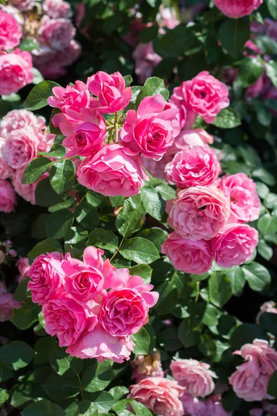 Rosas Jardín Rosas Primavera —  Fotos de Stock