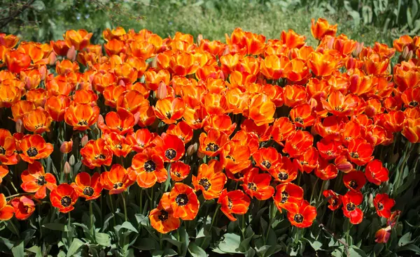 Blühende Bunte Tulpenblumen Garten Als Floraler Hintergrund — Stockfoto