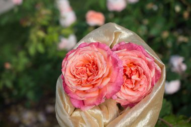 Bahar bahçesinde çiçek açan güzel güller