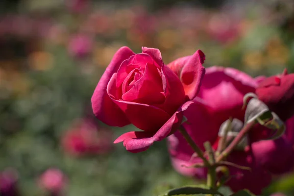 Krásná Barevná Růže Květ Zahradním Pozadí — Stock fotografie