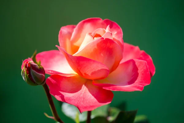 Floreciente Hermosa Rosa Colorida Sobre Fondo Colorido — Foto de Stock