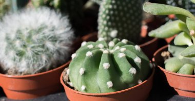 Küçük bir tencerede renkli bir kaktüs bitkisi