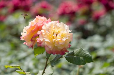 Bahçe arka planda rengarenk güller açan