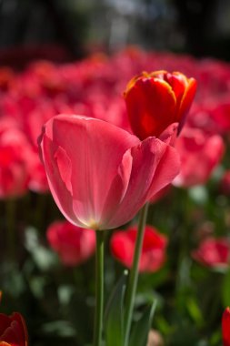 Bahar bahçesinde renkli lale çiçekleri açar.