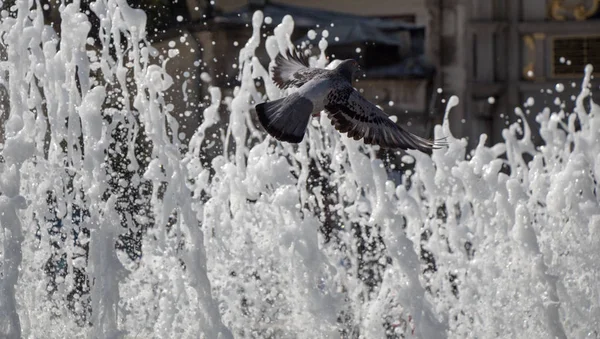 噴水で孤独な鳥の生活都市環境 — ストック写真
