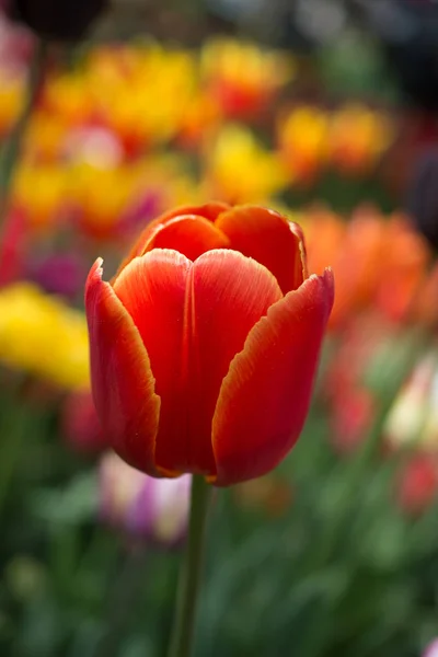 Выдающийся Красочный Цветок Тюльпана Цветет Весеннем Саду — стоковое фото