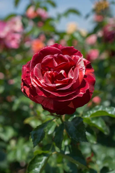 Bloeiende Mooie Kleurrijke Roos Tuin Natuur Achtergrond — Stockfoto
