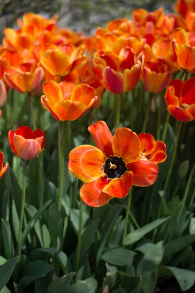 Bunte Tulpenblumen Blühen Frühlingsgarten — Stockfoto