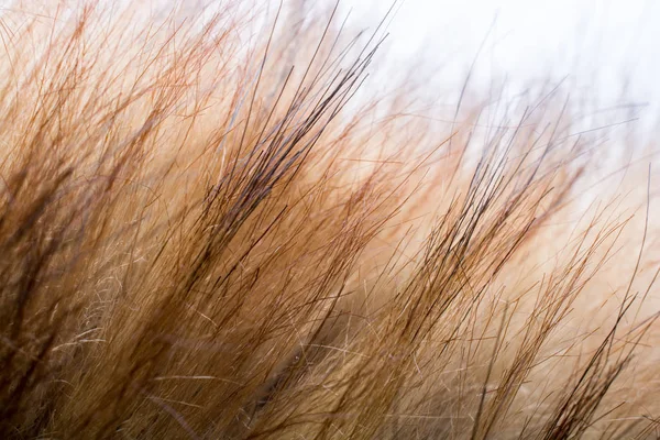 Arka plan dokusu olarak dekoratif hayvan kürkü