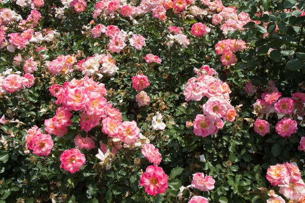 Цветущие Красивые Красочные Розы Качестве Цветочного Фона — стоковое фото