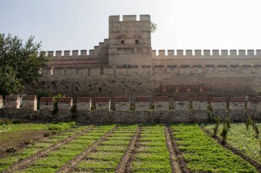 Bahar tarlasında filizlenen tarımsal ekinler