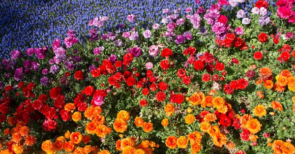 Flores Tulipán Colores Florecen Jardín Primavera — Foto de Stock