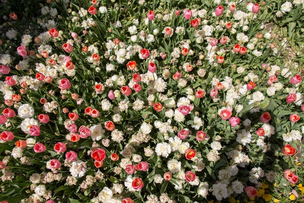 Bloeiende Kleurrijke Tulp Bloemen Tuin Als Bloemen Achtergrond — Stockfoto