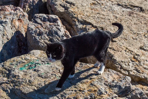 这只可爱的猫被描绘成家畜的图片 — 图库照片