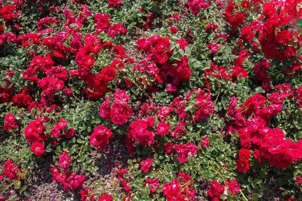 Florecientes Hermosas Rosas Colores Como Fondo Floral —  Fotos de Stock