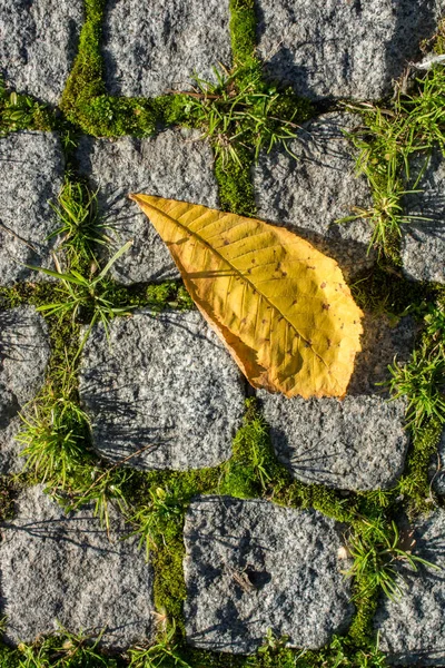 Jeden Samostatný Suchý List Podzimních Časů — Stock fotografie