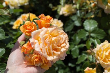 Renkli bir gül çiçeğini tutarken