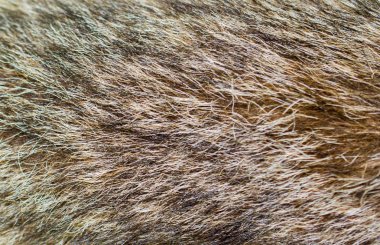 Arka plan dokusu olarak dekoratif hayvan kürkü