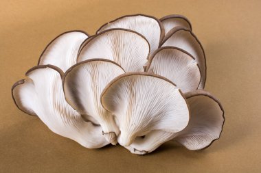 İstiridye mantarı ya da Pleurotus ostreatus kolayca ekilmiş mantar.