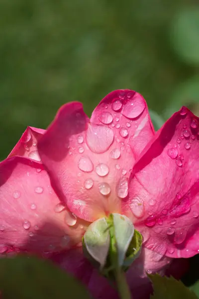 Blooming Beautiful Colorful Rose Water Drops Petals — Stock Photo, Image