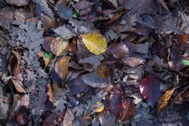 Kuru sonbahar mevsimi yaprakları görünürde