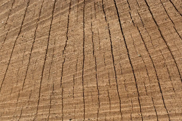 Поверхность Пня Дерева Качестве Фона Текстуры — стоковое фото