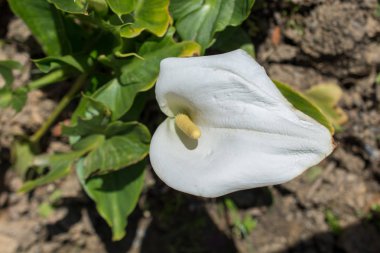 Bahar mevsiminde ağaçlar çiçek açar.