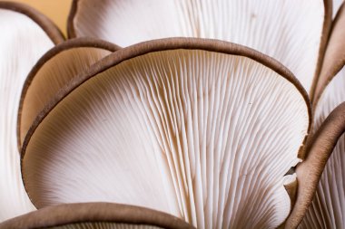 İstiridye mantarı ya da Pleurotus ostreatus kolayca ekilmiş mantar.