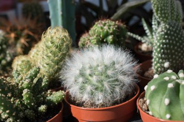 Küçük bir tencerede renkli bir kaktüs bitkisi