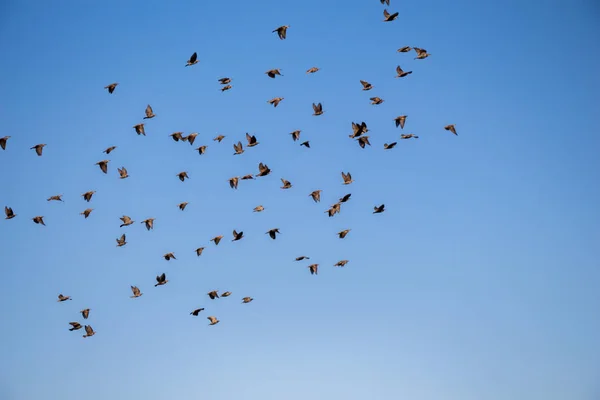 Flock of birds seen flying in the sky