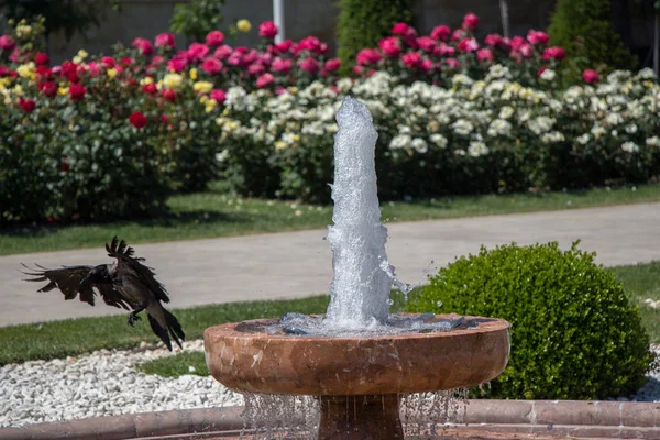 Cuervo Lado Del Chorro Agua Jardín Rosas — Foto de Stock